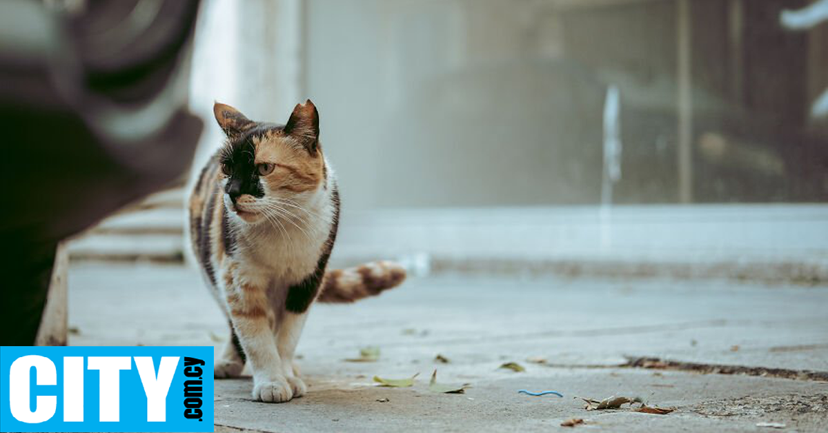 Για χρόνια πιστεύαμε ότι η πρώτη εξημερωμένη γάτα ήταν κυπριακή, αλλά όχι