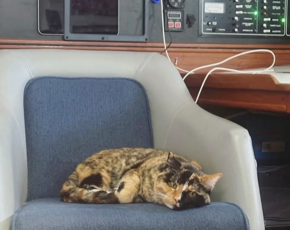 gatos.png