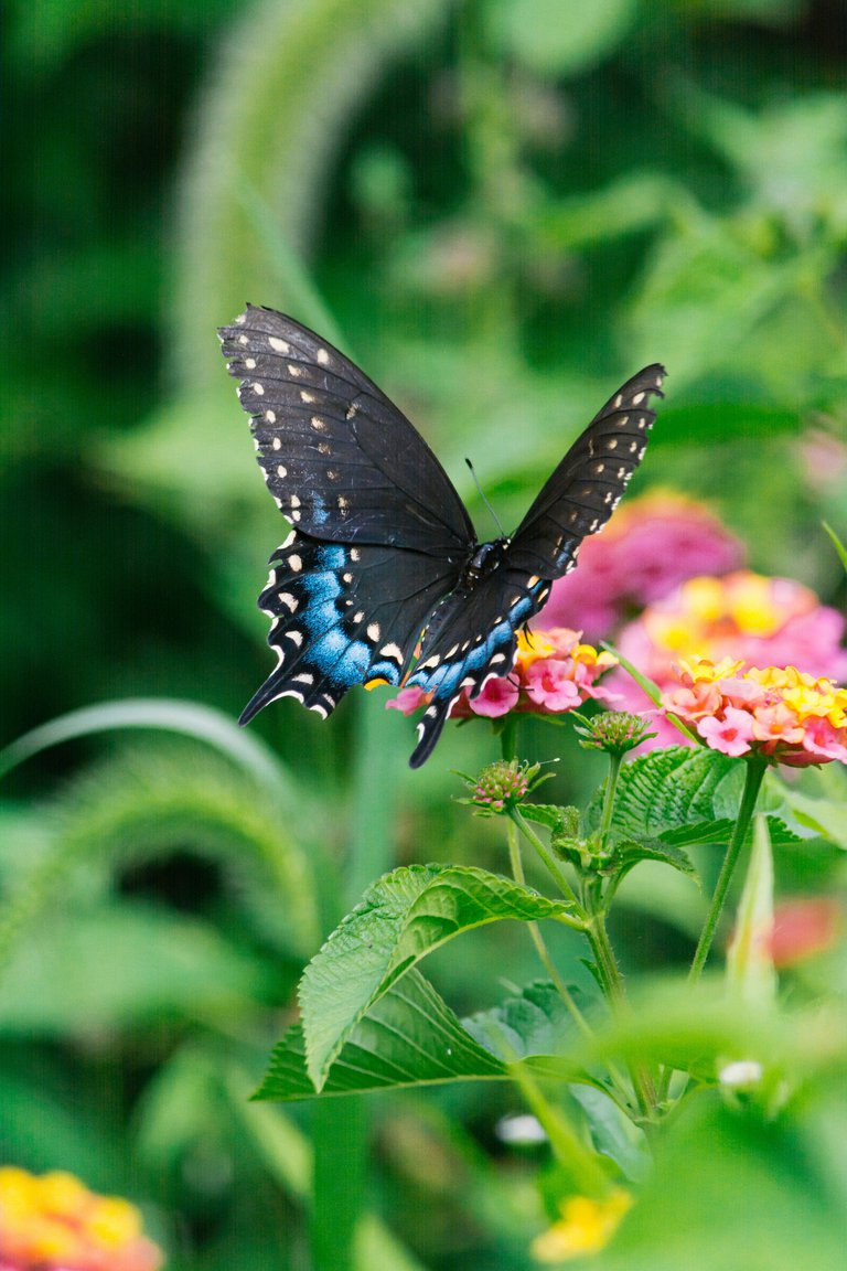 gayatri-malhotra-wNypLh377_o-unsplash.jpg