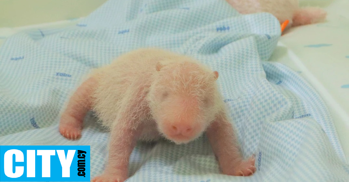 Γεννήθηκε το πρώτο γιγάντιο πάντα στην Ινδονησία [βίντεο]