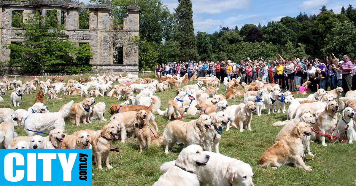 Περίπου 500 σκυλάκια Golden Retriever συναντήθηκαν και γιόρτασαν τα “γενέθλιά” τους