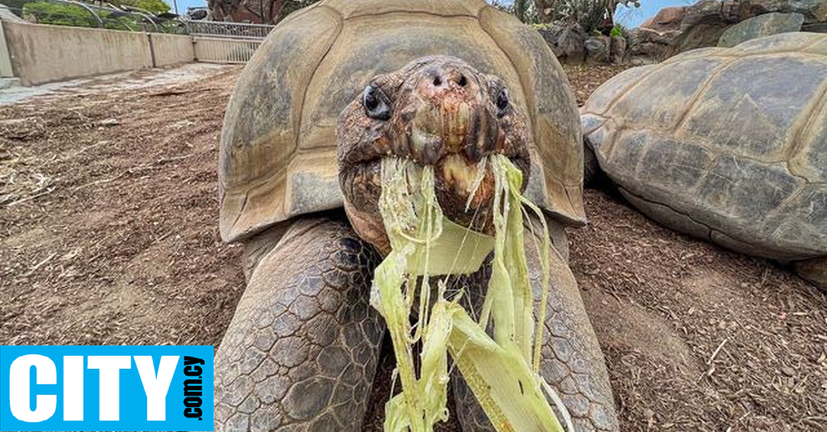 Η Γκράμμα, η χελώνα που έζησε δύο παγκοσμίους πολέμους και πανδημίες, πέθανε σε ηλικία 141 ετών