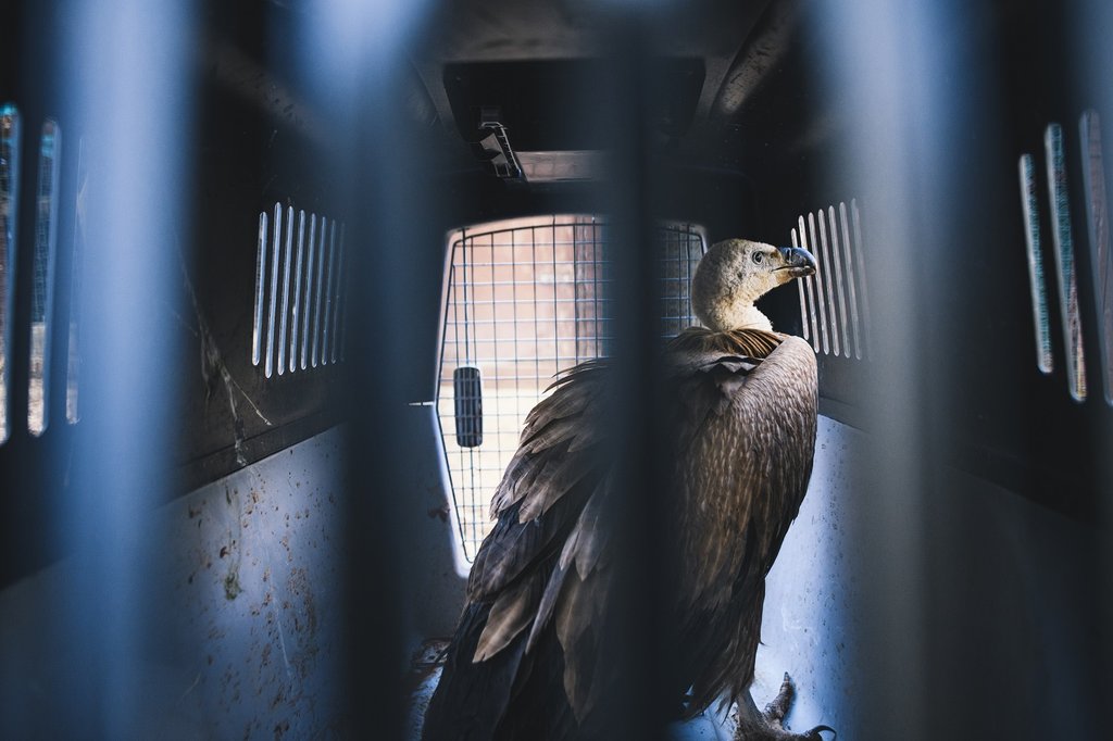griffon-vulture-in-cage-by-silvio-rusmigo-2_city.jpg