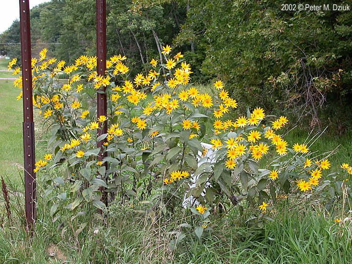 helianthus-tuberosus-28_city.jpg