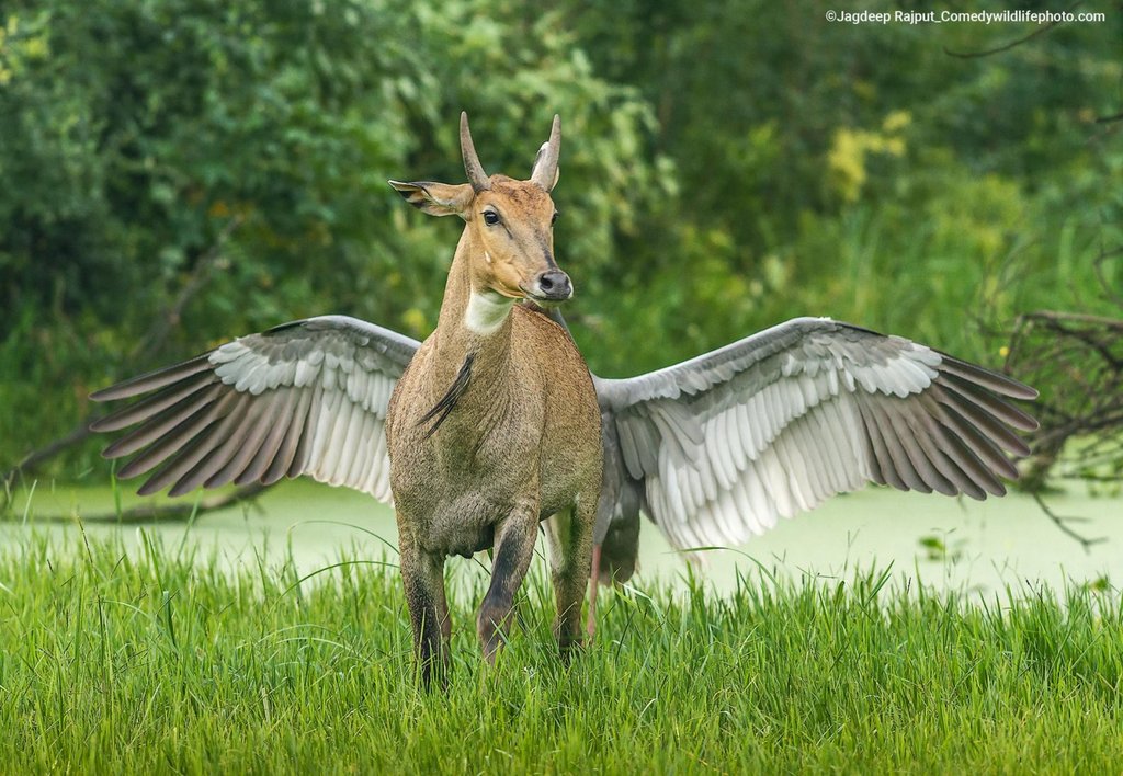 highly-commended_jagdeep-rajput_pegasus-the-flying-horse_city.jpg