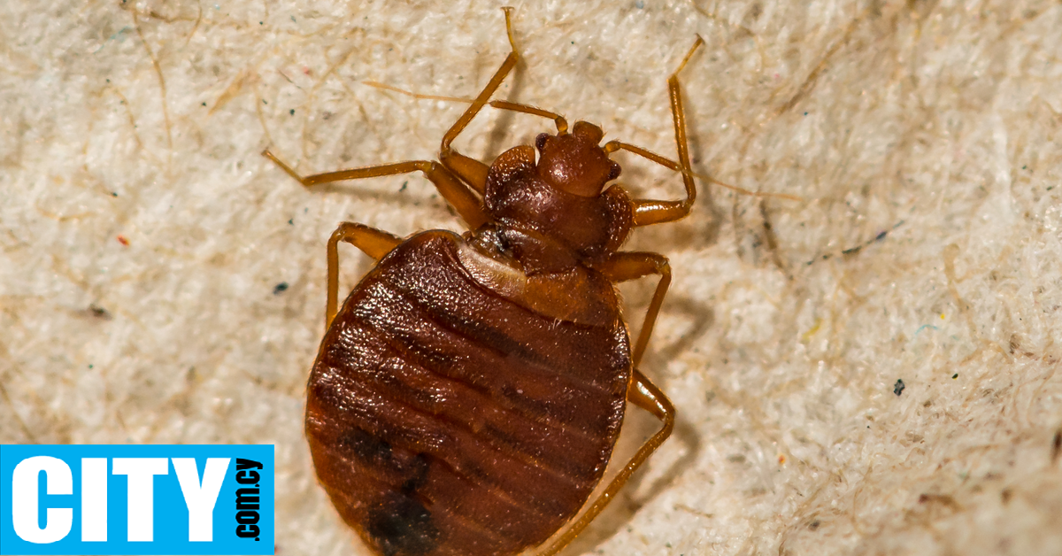 Σε μια χώρα οι αρχές θα αξιοποιούν συγκεκριμένα έντομα για την εξιχνίαση ανθρωποκτονιών