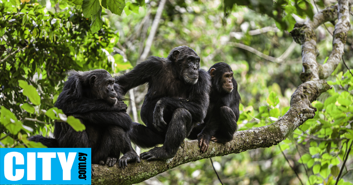Ο τρόπος επικοινωνίας των χιμπατζήδων μοιάζει πολύ με αυτόν των ανθρώπων