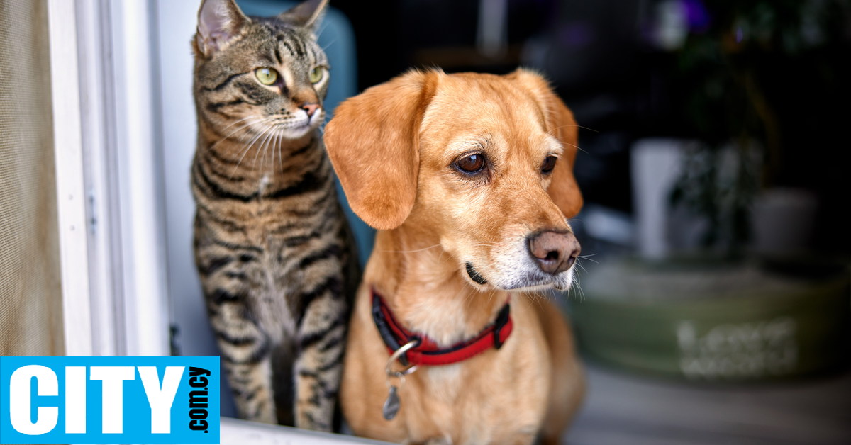 Τι αλλάζει στην ΕΕ για σκύλους και γάτες: Νέοι κανόνες (για όλους)