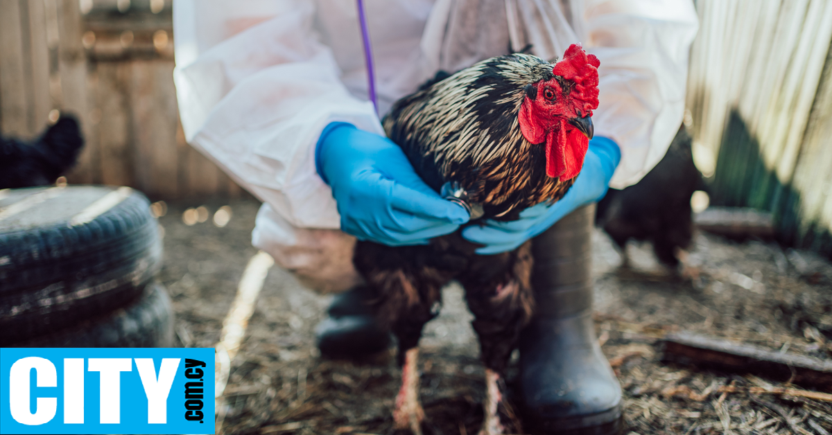 Πανδημία χειρότερη της COVID-19 αν μεταλλαχθεί ο ιός της γρίπης των πτηνών