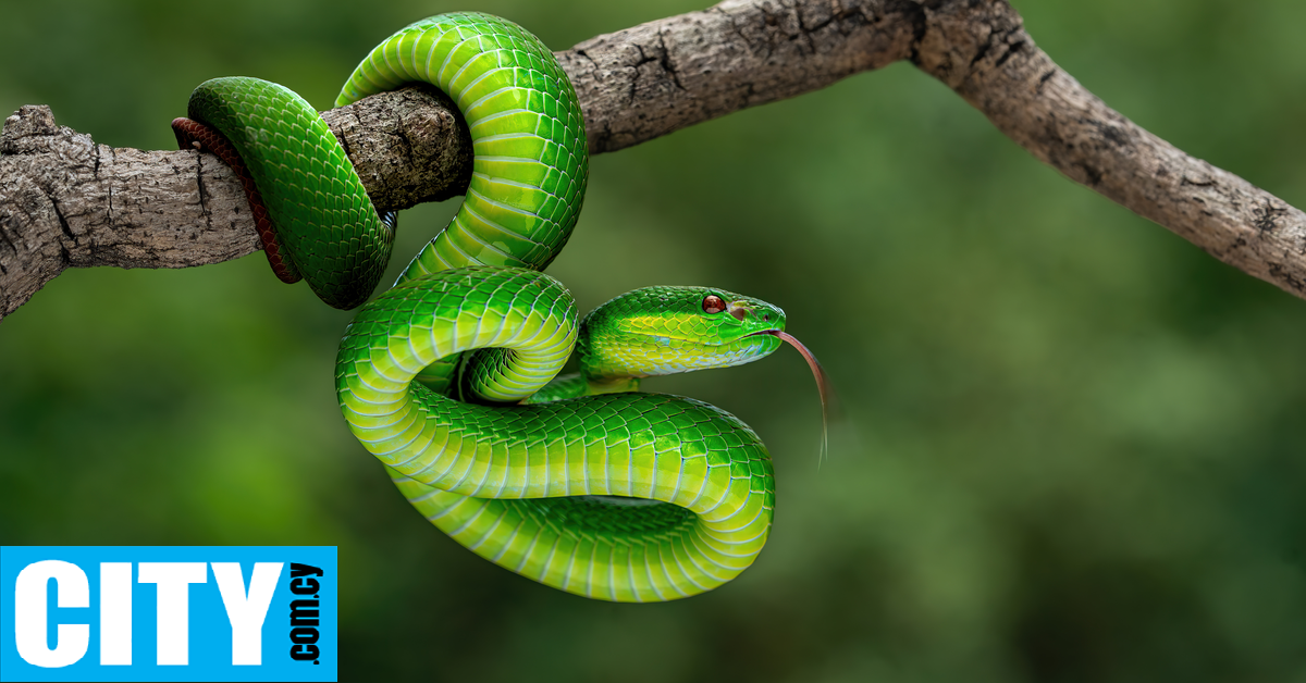 Πλάσματα που «νικούν» τα πιο φονικά δηλητήρια της φύσης