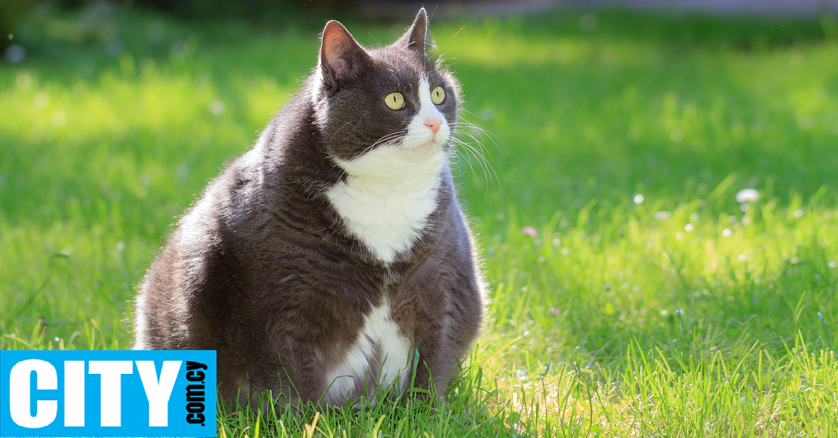 Ozempic και για τις χοντρές γάτες