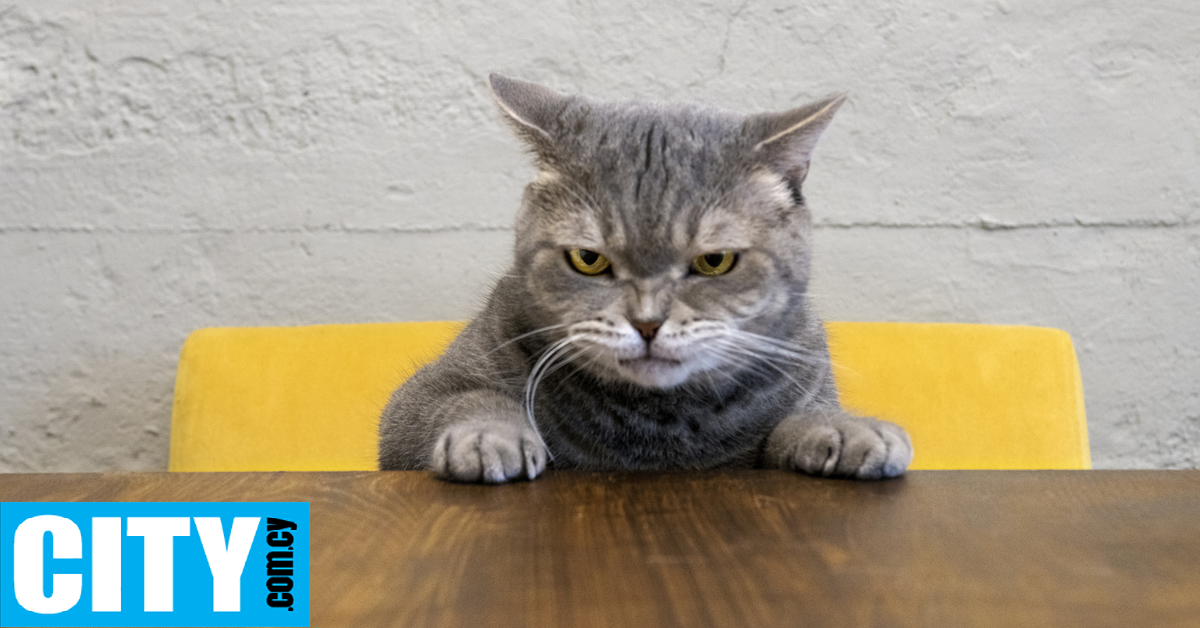 Μελέτη υποδεικνύει πιθανή σύνδεση μεταξύ της κατοχής γάτας και του κινδύνου εμφάνισης σχιζοφρένειας