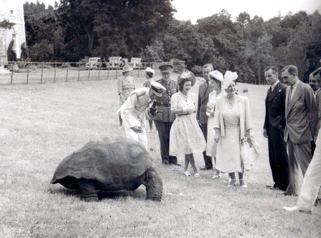 jonathantortoise2.jpg