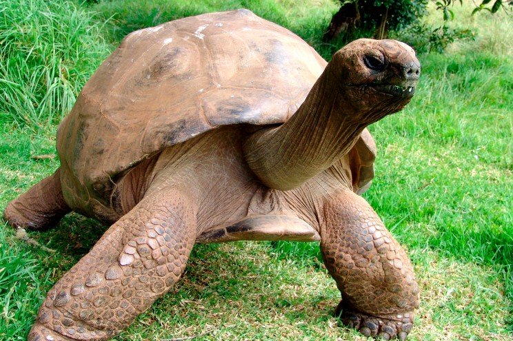 jonathon-gay-turtle.jpg