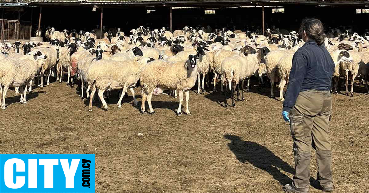 Μιλήσαμε με την κα Παναγιώτα, μια βετεράνο γεωργοκτηνοτρόφο στη Λάρνακα