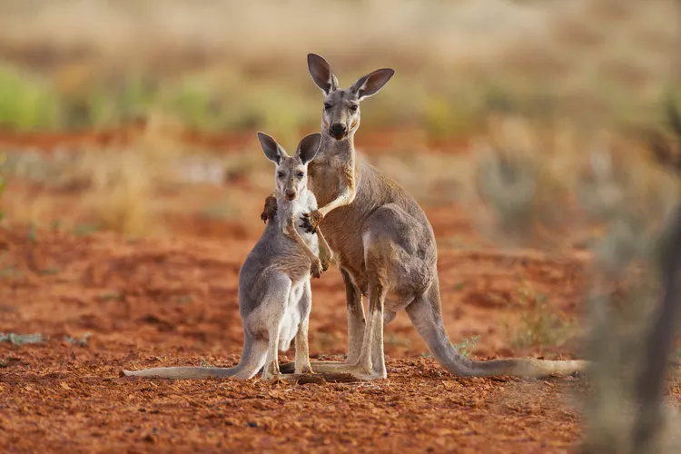 kangaroo.png