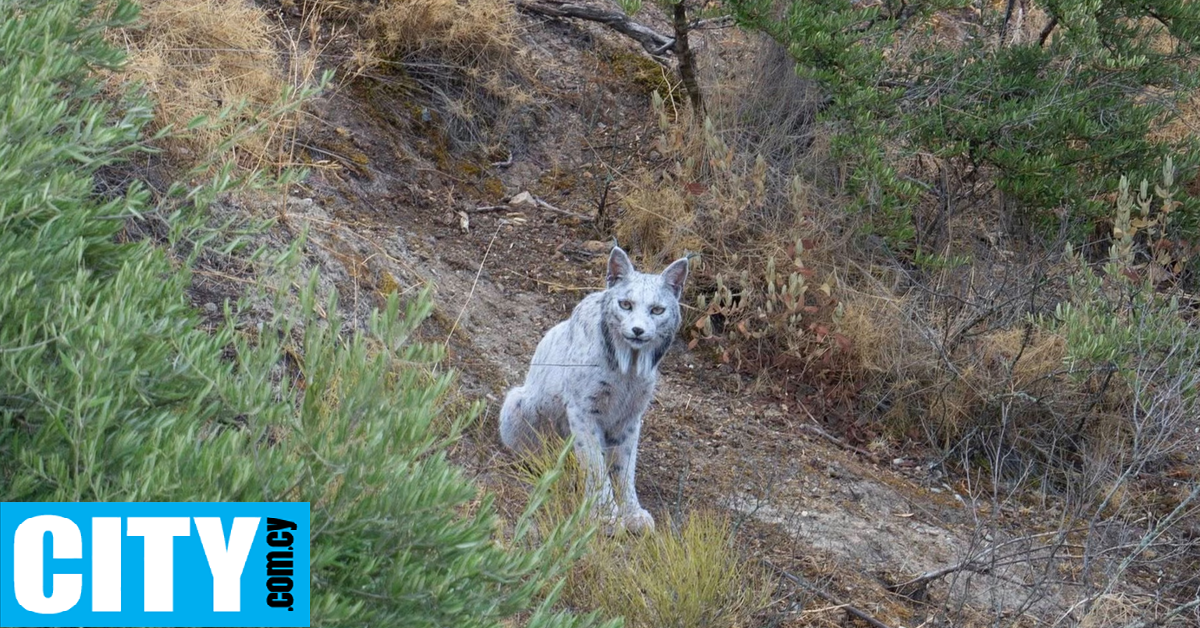 Ερασιτέχνης φωτογράφος απαθανάτισε «το λευκό φάντασμα του μεσογειακού δάσους»