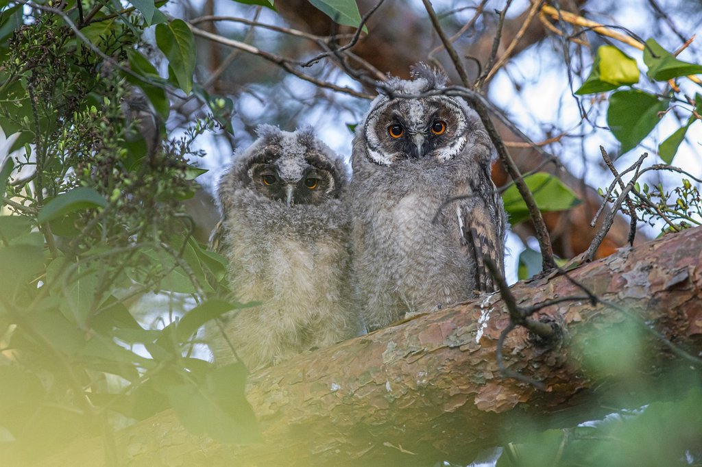 long-eared-owl-asio-otus-owl-5380968.jpg
