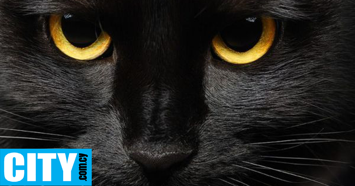 Σε μια πόλη απαγορεύτηκαν οι υιοθεσίες μαύρων γάτων (και ο λόγος είναι σοβαρός)