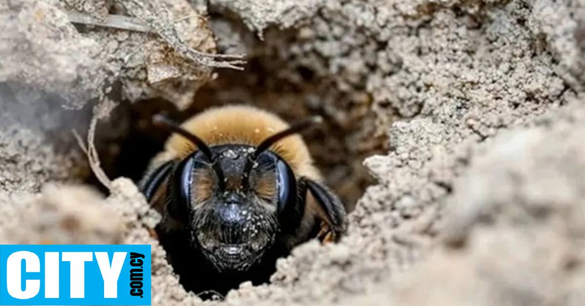&Epsilon;&pi;&iota;&sigma;&tau;ή&mu;&omicron;&nu;&epsilon;&sigmaf; &alpha;&nu;&alpha;&kappa;ά&lambda;&upsilon;&psi;&alpha;&nu; 5,5 &epsilon;&kappa;&alpha;&tau;. &mu;έ&lambda;&iota;&sigma;&sigma;&epsilon;&sigmaf; &nu;&alpha; &zeta;&omicron;&upsilon;&nu; &kappa;ά&tau;&omega; &alpha;&pi;ό έ&nu;&alpha; &nu;&epsilon;&kappa;&rho;&omicron;&tau;&alpha;&phi;&epsilon;ί&omicron;
