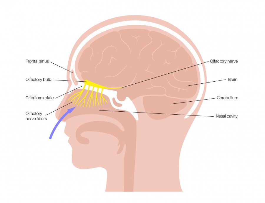 neuro-muti-egkefalos.jpg