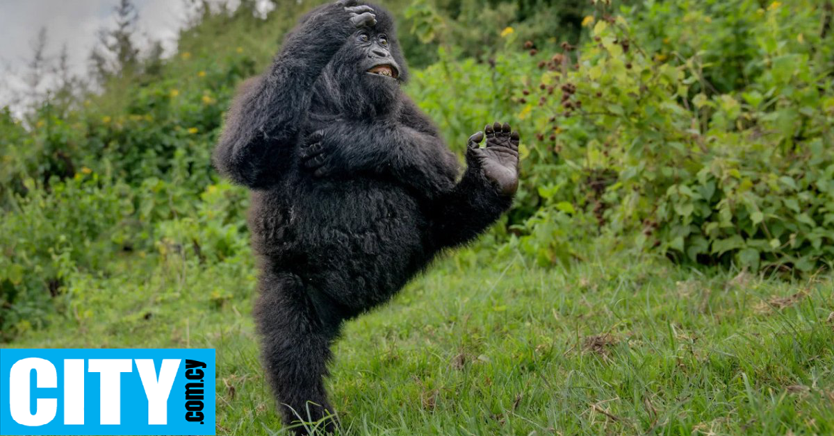 Απρόσμενα αστείες στιγμές της άγριας ζωής