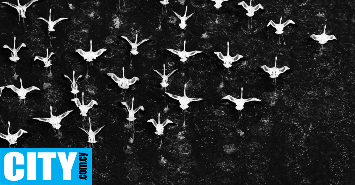 &Alpha;&sigma;&pi;&rho;ό&mu;&alpha;&upsilon;&rho;&epsilon;&sigmaf; &epsilon;&iota;&kappa;ό&nu;&epsilon;&sigmaf; &pi;&omicron;&upsilon; &delta;&omicron;&xi;ά&zeta;&omicron;&upsilon;&nu; &tau;&eta; &Phi;ύ&sigma;&eta;