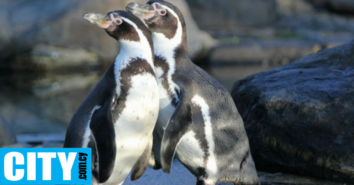 Είναι τελικά οι πιγκουίνοι μονογαμικοί; Είναι τελικά οι πιγκουίνοι μονογαμικοί;