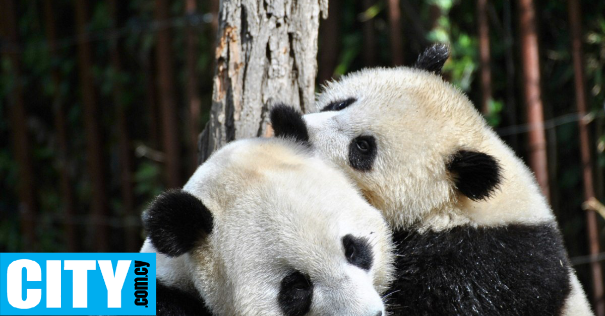 &Eta; &alpha;&sigma;&tau;&upsilon;&nu;&omicron;&mu;ί&alpha; &sigma;&upsilon;&nu;έ&lambda;&alpha;&beta;&epsilon; &delta;ύ&omicron; ά&nu;&tau;&rho;&epsilon;&sigmaf; &gamma;&iota;&alpha; &tau;&eta;&nu; &alpha;&nu;ά&rho;&tau;&eta;&sigma;&eta; &mu;ί&alpha;&sigmaf; &epsilon;&iota;&kappa;ό&nu;&alpha;&sigmaf; &mu;&epsilon; &laquo;&gamma;&kappa;έ&iota; &pi;ά&nu;&tau;&alpha;&raquo;