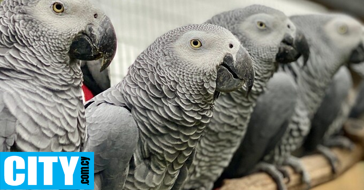 Αμείλικτοι παπαγάλοι βρίζουν ανελέητα και προκαλούν αναστάτωση σε ζωολογικό κήπο