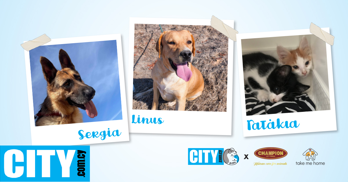 Η Sergia, που ζει με χρόνια νεφρική ανεπάρκεια, ο Linus και 2 γατάκια ψάχνουν το παντοτινό τους σπίτι