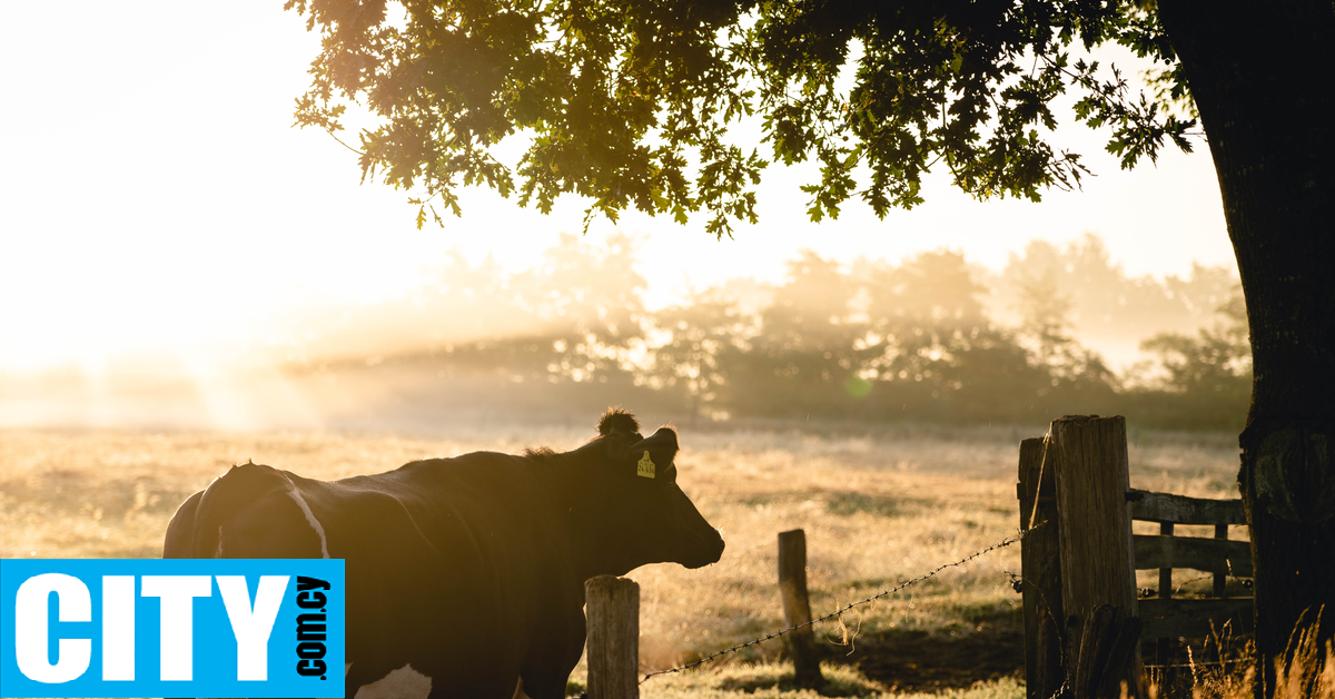 Οι Vegan σώζουν τον πλανήτη τρώγοντας τα λαχανικά τους