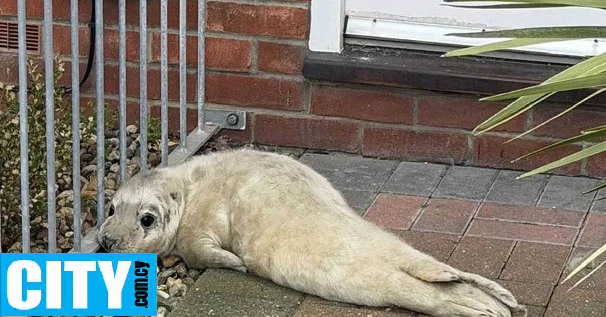 &Tau;&iota; &kappa;ά&nu;&epsilon;&iota; &mu;&iota;&alpha; &mu;&iota;&kappa;&rho;ή &phi;ώ&kappa;&iota;&alpha; έ&xi;&omega; &alpha;&pi;ό &tau;&eta;&nu; &pi;&omicron;&rho;&tau;&alpha; &sigma;&pi;&iota;&tau;&iota;&omicron;ύ &sigma;&tau;&eta; &Beta;&rho;&epsilon;&tau;&alpha;&nu;ί&alpha;;