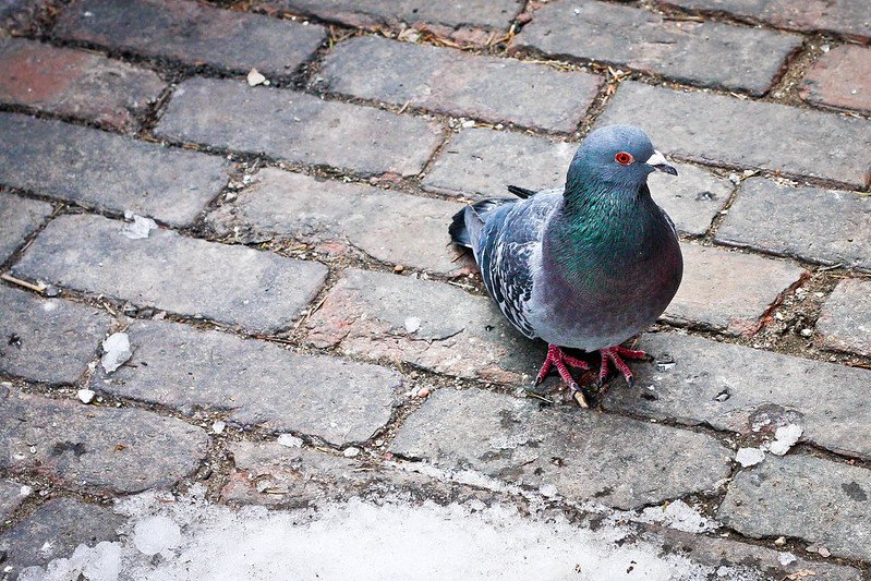 pigeon-city-bricks-800-suzanne_schroeter-cc.jpg