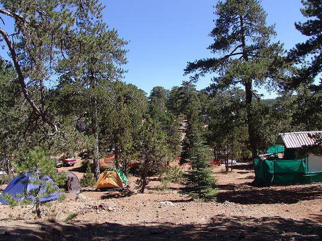 platania-campin-2023_City.jpg