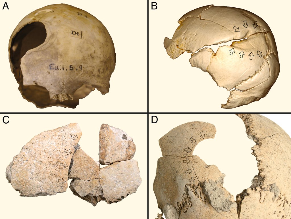 pnas.2209481119fig01.jpg