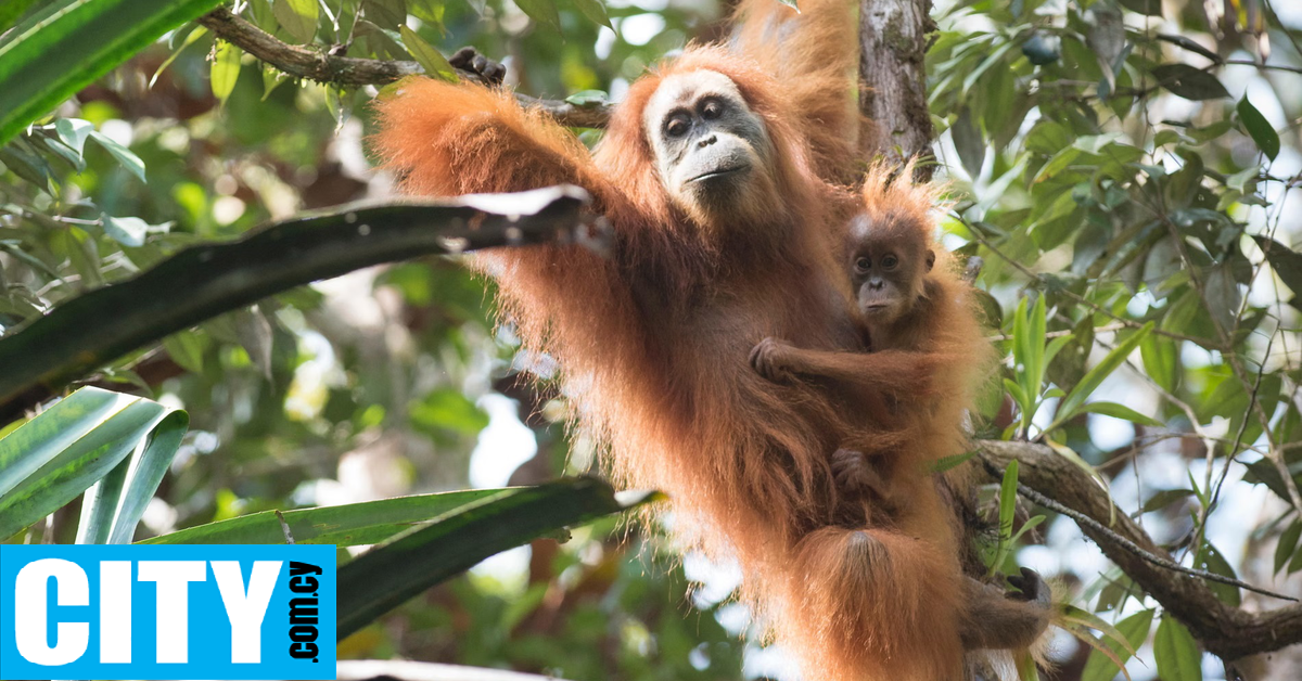 Το σπανιότερο είδος πιθήκου στον κόσμο απειλείται εξαιτίας ενός ορυχείου