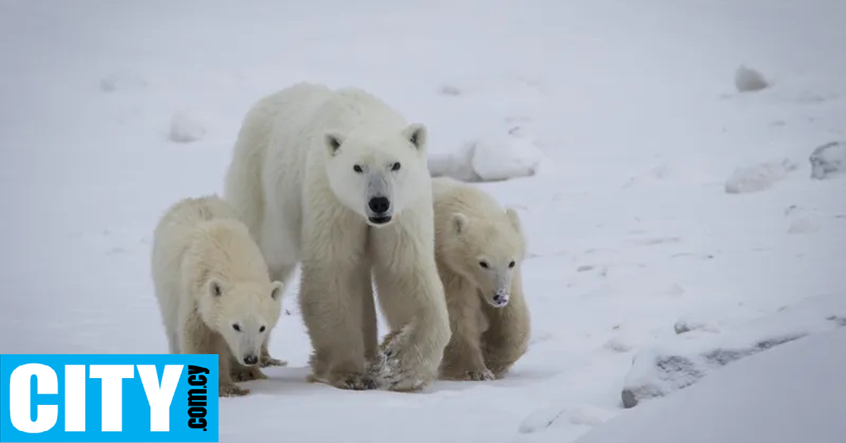 &Epsilon;&pi;&iota;&sigma;&tau;ή&mu;&omicron;&nu;&epsilon;&sigmaf; &kappa;&alpha;&tau;&alpha;&gamma;&rho;ά&phi;&omicron;&upsilon;&nu; &sigma;&pi;ά&nu;&iota;&alpha; &upsilon;&iota;&omicron;&theta;&epsilon;&sigma;ί&alpha; &pi;&omicron;&lambda;&iota;&kappa;&omicron;ύ &alpha;&rho;&kappa;&omicron;&upsilon;&delta;ά&kappa;&omicron;&upsilon; &sigma;&tau;&eta; &phi;ύ&sigma;&eta; [&Beta;ί&nu;&tau;&epsilon;&omicron;]