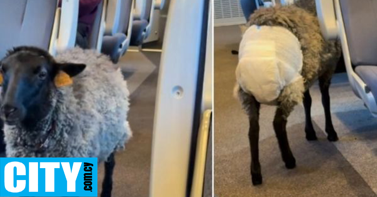 Τι κάνει ένα πρόβατο με πάνα μέσα σε ένα τρένο;
