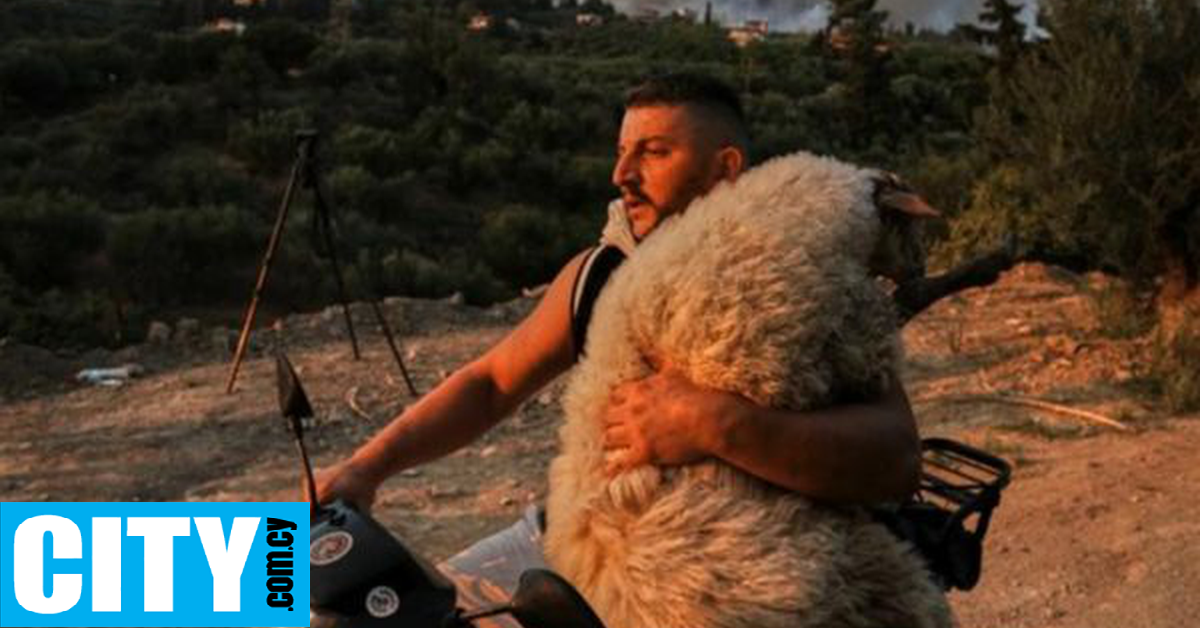 Η ιστορία της «Μέλπως», της προβατίτσας που σώθηκε από τις φωτιές στην Ελλάδα Η ιστορία της «Μέλπως», της προβατίτσας που σώθηκε από τις φωτιές στην Ελλάδα