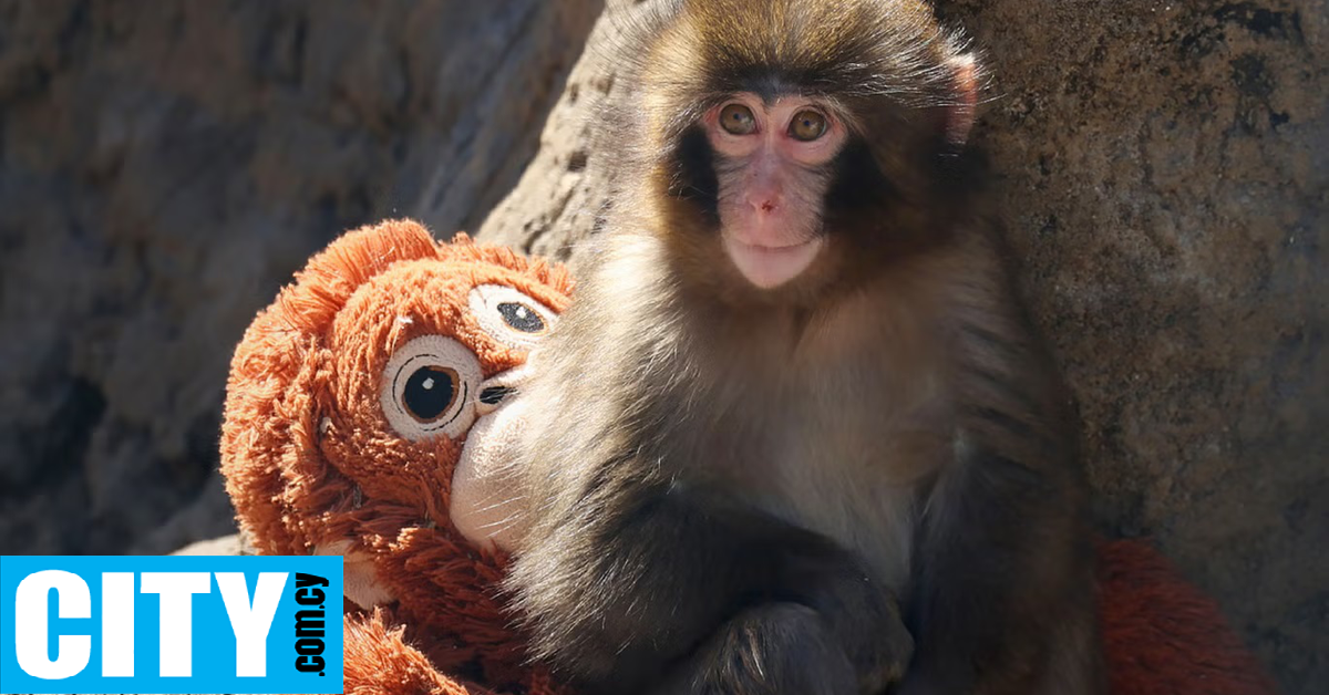 &Eta; &tau;&rho;&alpha;&gamma;&iota;&kappa;ή &iota;&sigma;&tau;&omicron;&rho;ί&alpha; &tau;&omicron;&upsilon; Punch: &Gamma;&iota;&alpha;&tau;ί &omicron;&iota; &mu;&alpha;&mu;ά&delta;&epsilon;&sigmaf; &sigma;&tau;&eta; &phi;ύ&sigma;&eta; &epsilon;&gamma;&kappa;&alpha;&tau;&alpha;&lambda;&epsilon;ί&pi;&omicron;&upsilon;&nu; &tau;&alpha; &mu;&iota;&kappa;&rho;ά &tau;&omicron;&upsilon;&sigmaf;;