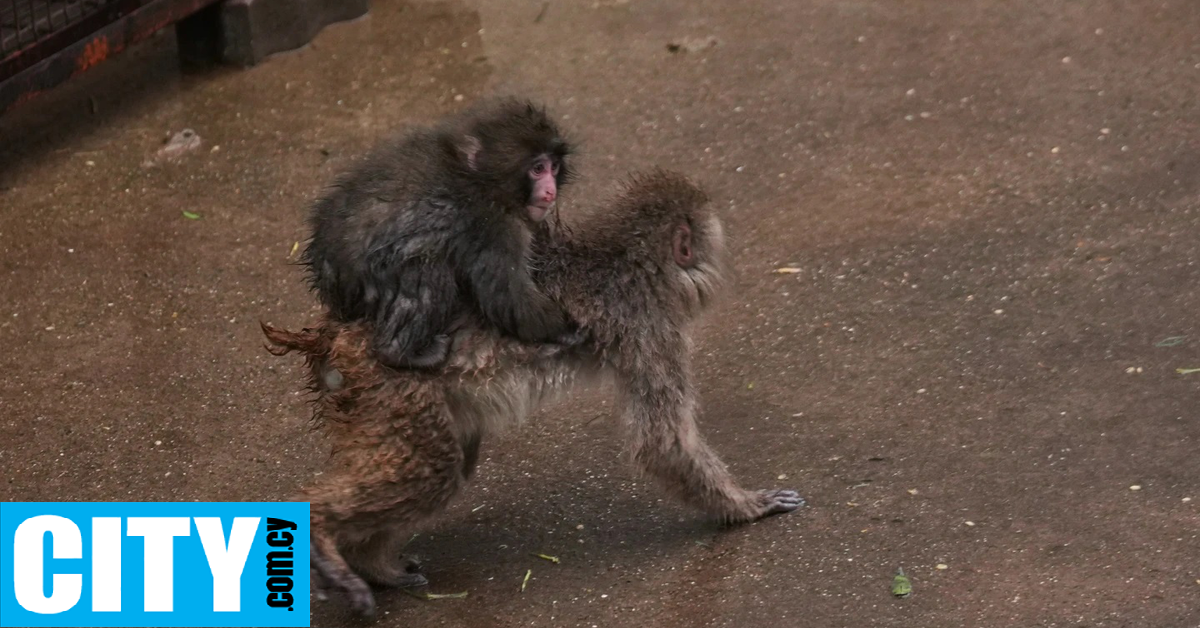 &Omicron; Punch &alpha;&phi;ή&nu;&epsilon;&iota; &sigma;&iota;&gamma;ά-&sigma;&iota;&gamma;ά &tau;&omicron;&nu; &lambda;&omicron;ύ&tau;&rho;&iota;&nu;&omicron; &phi;ί&lambda;&omicron; &tau;&omicron;&upsilon; &kappa;&alpha;&iota; &kappa;ά&nu;&epsilon;&iota; &nu;έ&epsilon;&sigmaf; &pi;&alpha;&rho;έ&epsilon;&sigmaf;