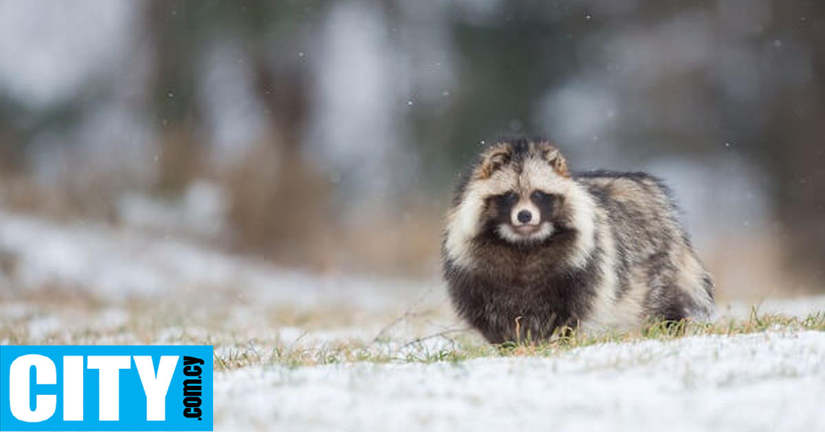 Sigma Racoon Νέα ανάλυση συνδέει την προέλευση του κορωνοϊού με τους σκύλους ρακούν