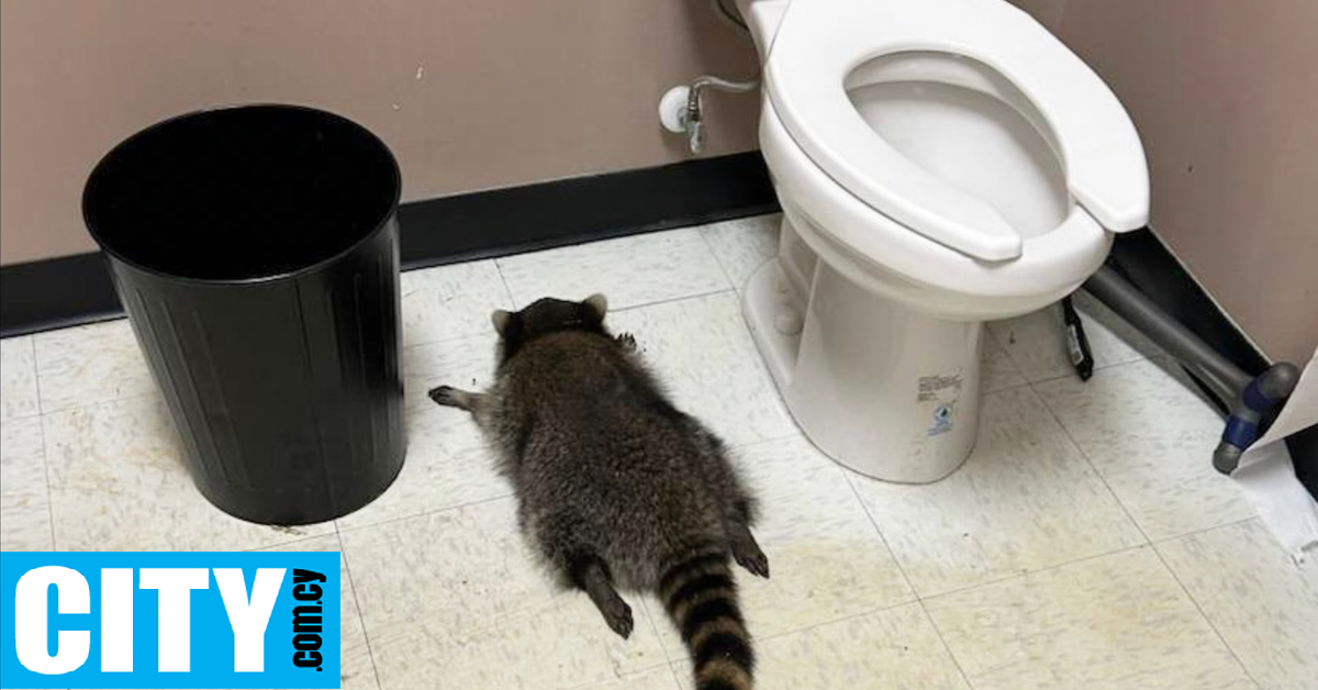 Το ρακούν που μέθυσε σε κάβα και λιποθύμησε στην τουαλέτα έγινε το νέο viral icon