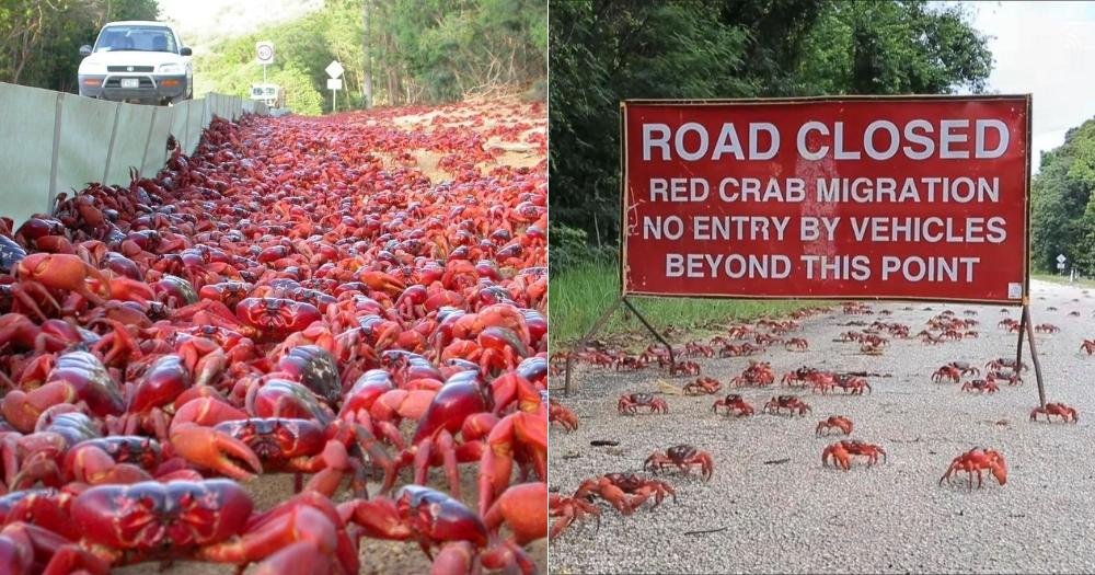 red-crabs-migration.jpg