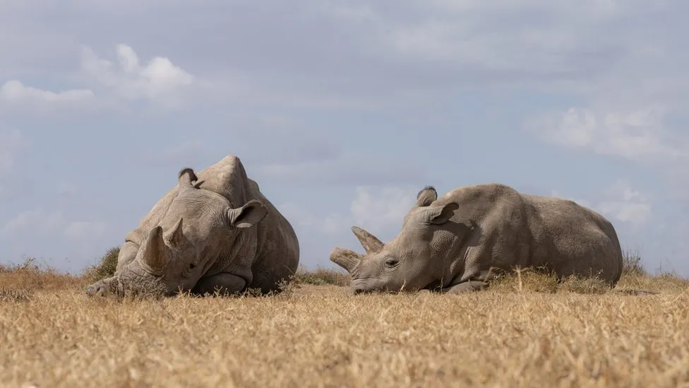 rhino34.png