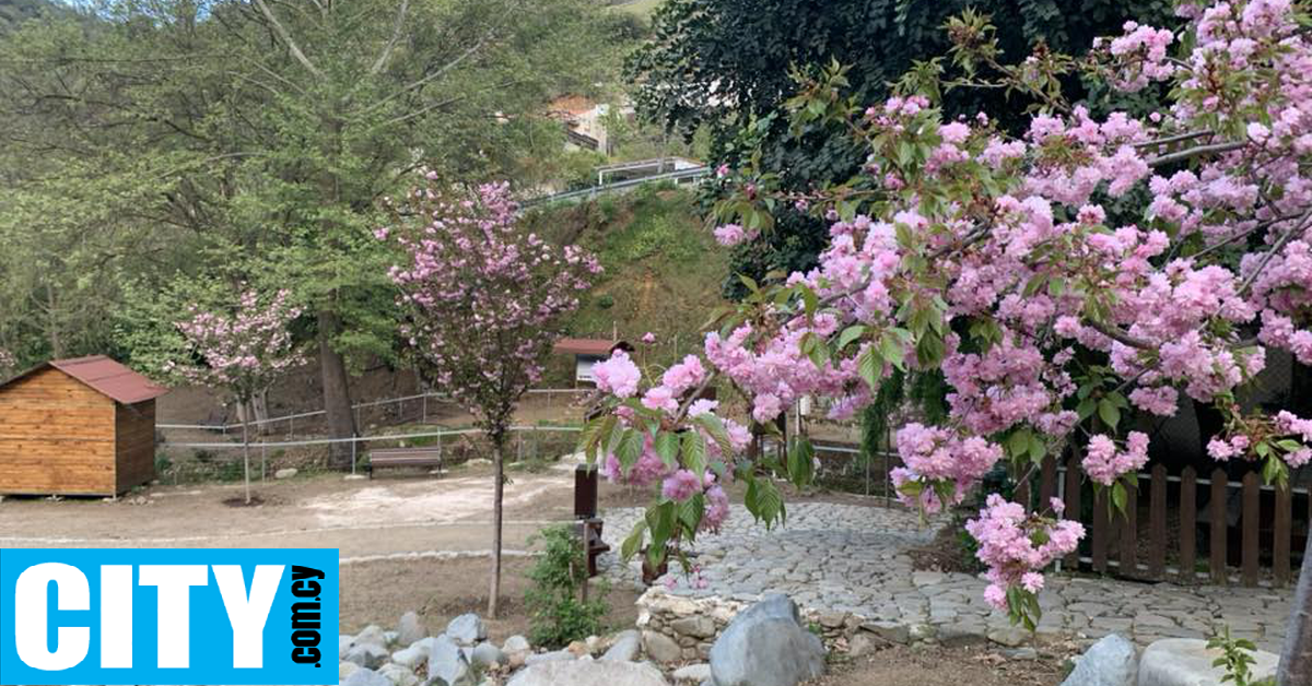 &Eta; &Mu;&alpha;&gamma;&epsilon;ί&alpha; &tau;&omega;&nu; Sakura &epsilon;&pi;&iota;&sigma;&tau;&rho;έ&phi;&epsilon;&iota; &sigma;&tau;&omicron;&nu; &Kappa;ά&mu;&pi;&omicron;