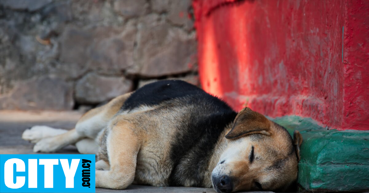 Στην Κωνσταντινούπολη εφαρμόζουν μέτρο που απαγορεύει τη σίτιση αδέσποτων σκύλων