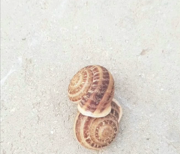 snails.png