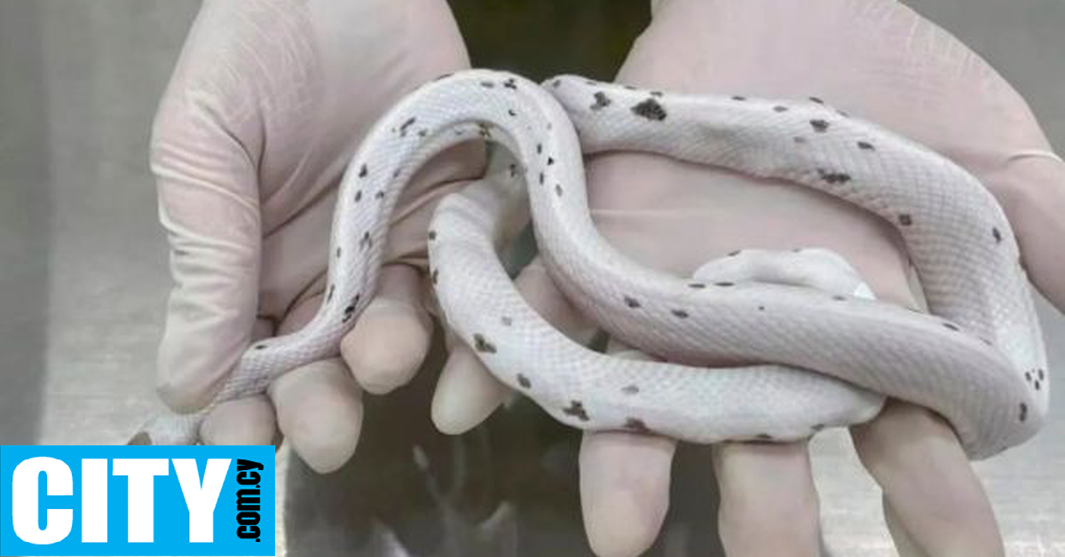 Γυναίκα συνελήφθη σε λιμάνι γιατί είχε τέσσερα φίδια κρυμμένα στο σουτιέν της Γυναίκα συνελήφθη σε λιμάνι γιατί είχε τέσσερα φίδια κρυμμένα στο σουτιέν της